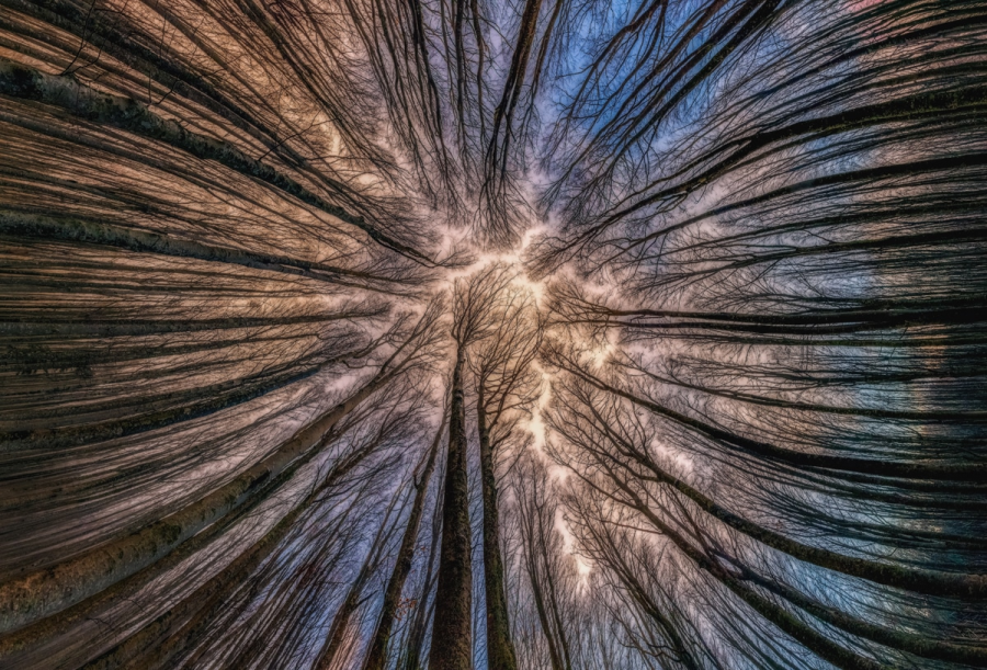 Splendoarea arborilor centenari, in urcusul lor spre cer - Poza 4