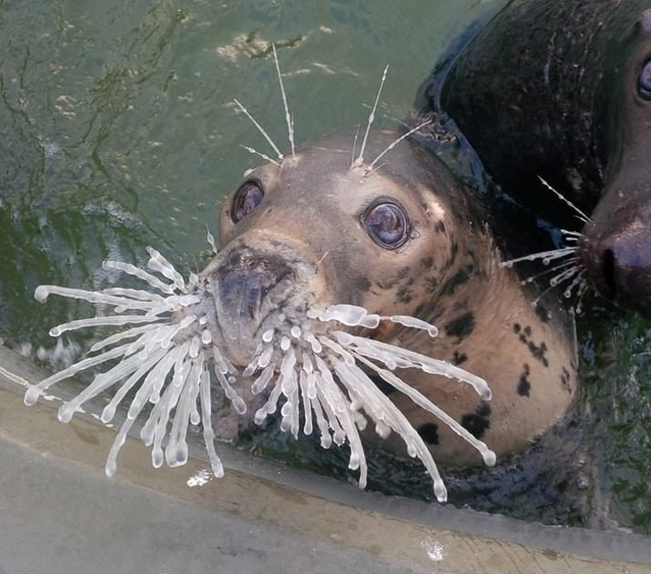 Animale Cu Simtul Umorului In Cele Mai Haioase Poze