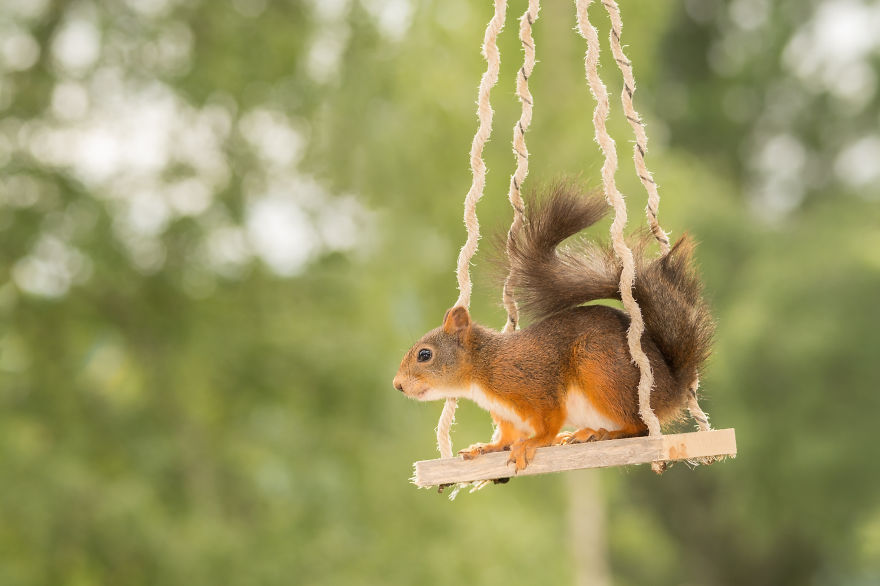 Frumoasa poveste cu veverite roscate, intr-un pictorial adorabil - Poza 16