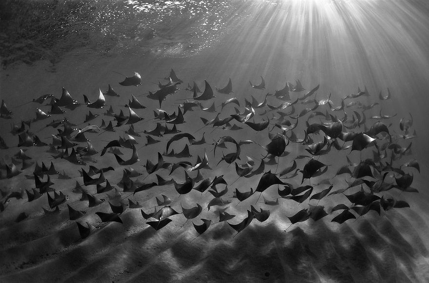 Fotografii superbe din uimitoarea lume subacvatica - Poza 4