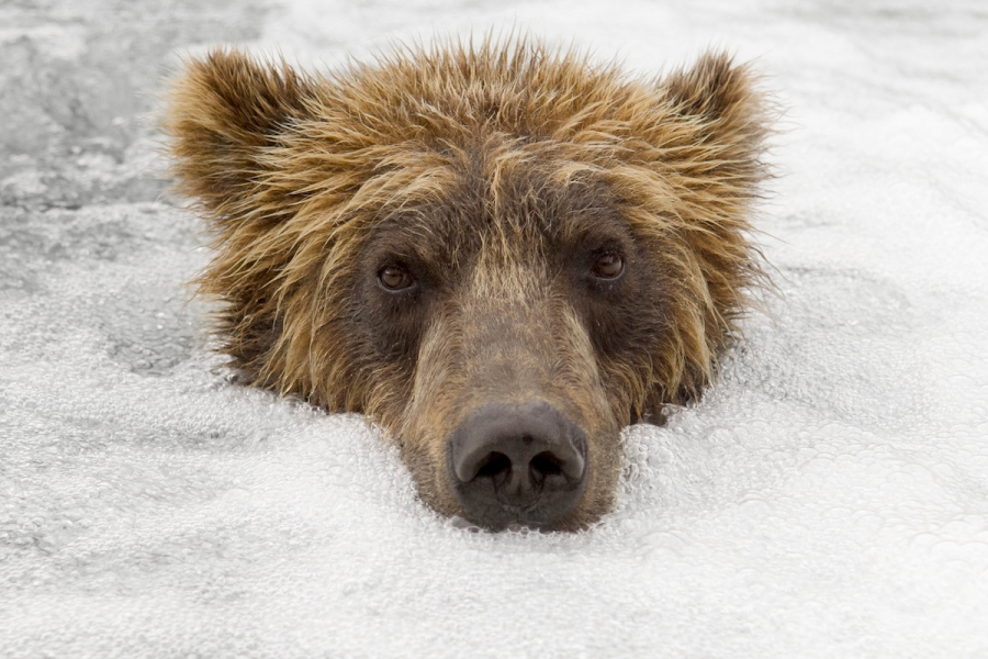Ursul brun din Kamchatka, intr-un pictorial de exceptie - Poza 8