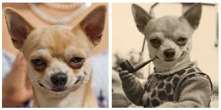 Cele mai haioase poze prelucrate in Photoshop - Poza 3