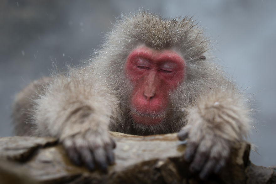 Expresiile impresionante ale maimutelor de zapada - Poza 8