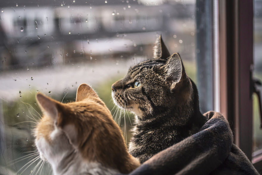 Pisicile care adora ploaia - Poza 6