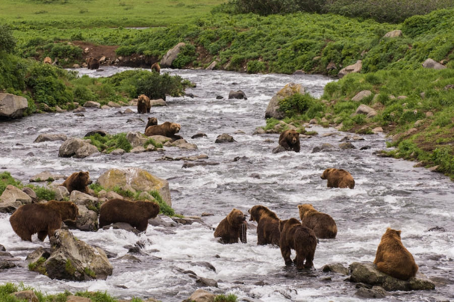 Ursul brun din Kamchatka, intr-un pictorial de exceptie - Poza 20