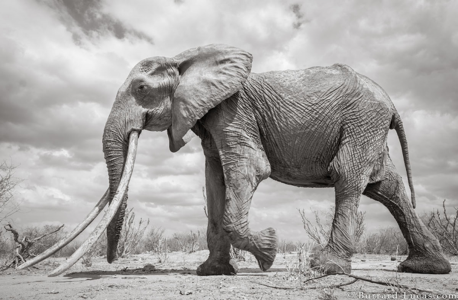 Povestea ultimelor fotografii cu "Regina elefantilor" - Poza 3