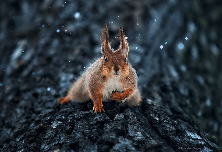 Portrete superbe de animale, de Sergey Polyushko - Poza 3