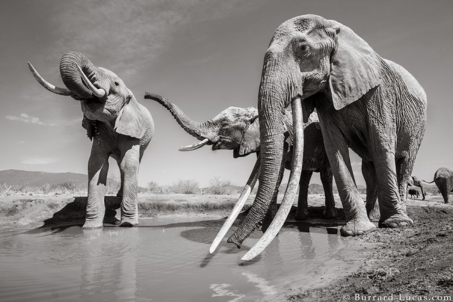 Povestea ultimelor fotografii cu "Regina elefantilor" - Poza 2