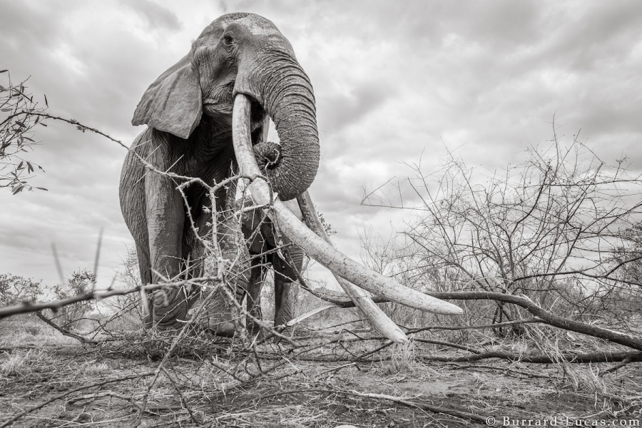 Povestea ultimelor fotografii cu "Regina elefantilor" - Poza 4