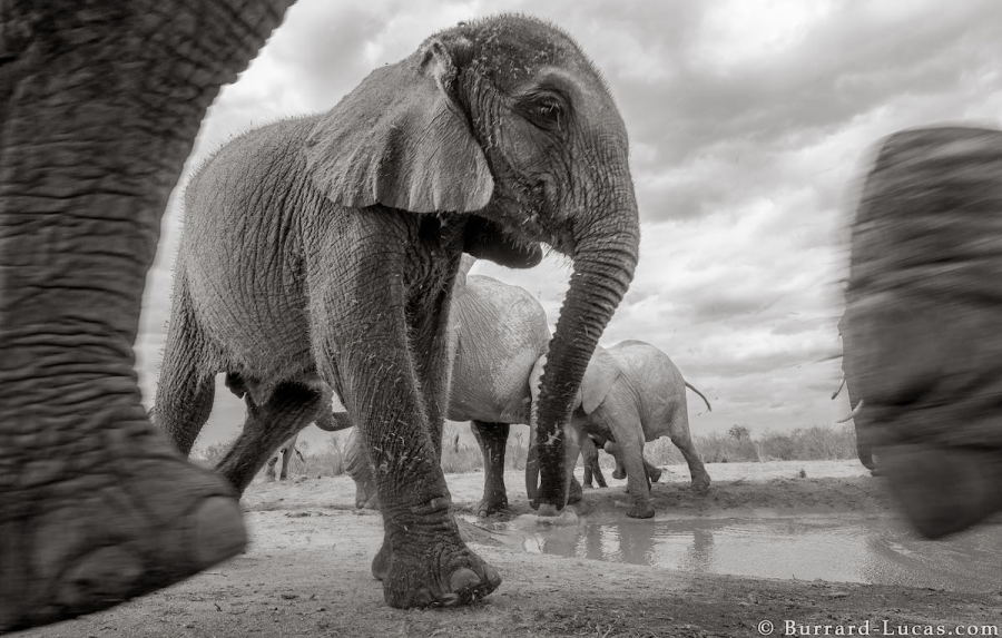 Povestea ultimelor fotografii cu "Regina elefantilor" - Poza 12
