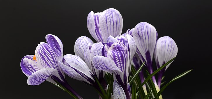 Superbele flori de primavara, in poze de o frumusete rara - Poza 1