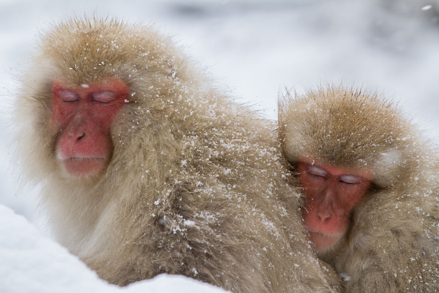 Expresiile impresionante ale maimutelor de zapada - Poza 2