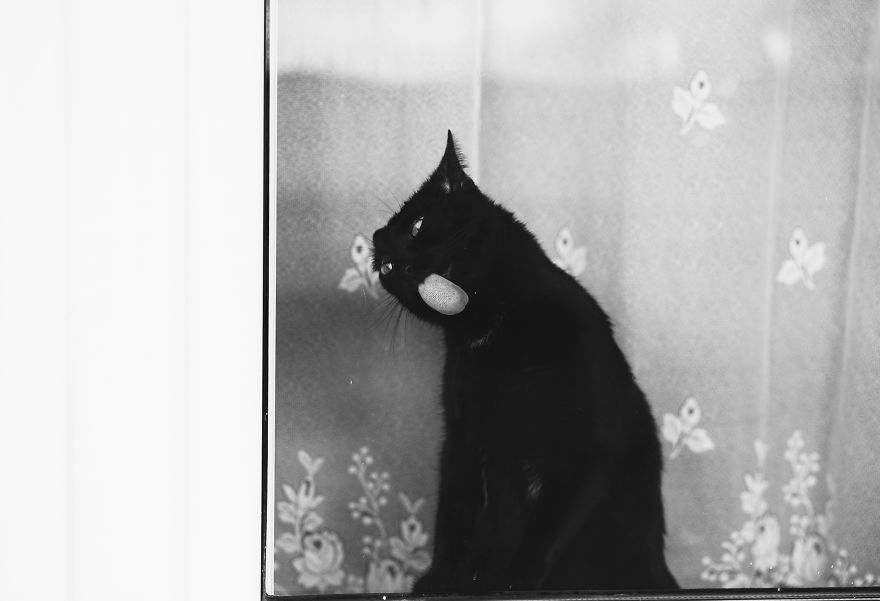 Pisici la fereastra, in poze alb-negru - Poza 15