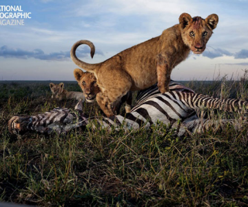 Cu leii in Serengeti, pentru National Geographic