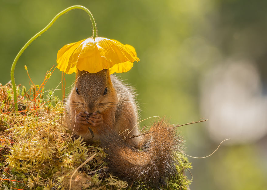 Frumoasa poveste cu veverite roscate, intr-un pictorial adorabil - Poza 2