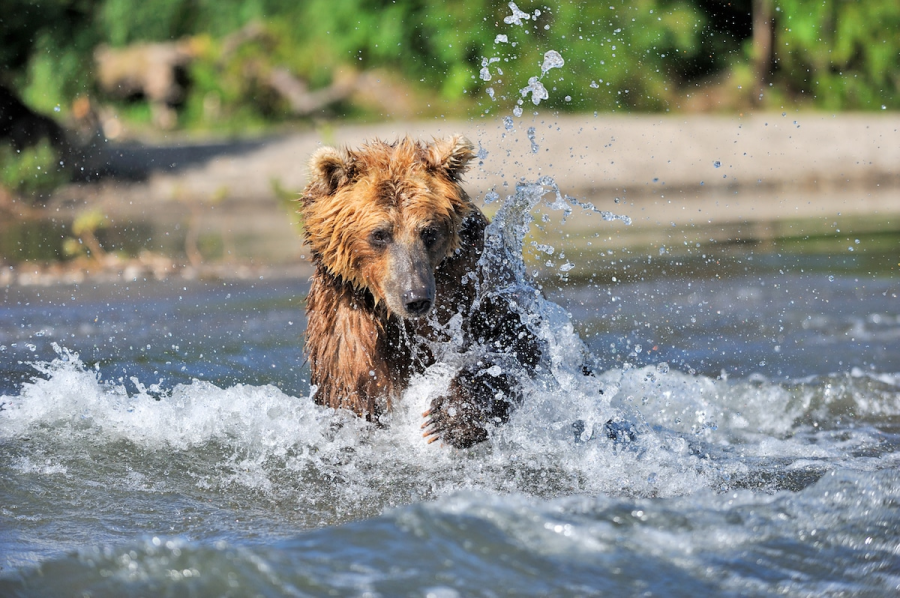 Ursul brun din Kamchatka, intr-un pictorial de exceptie - Poza 4