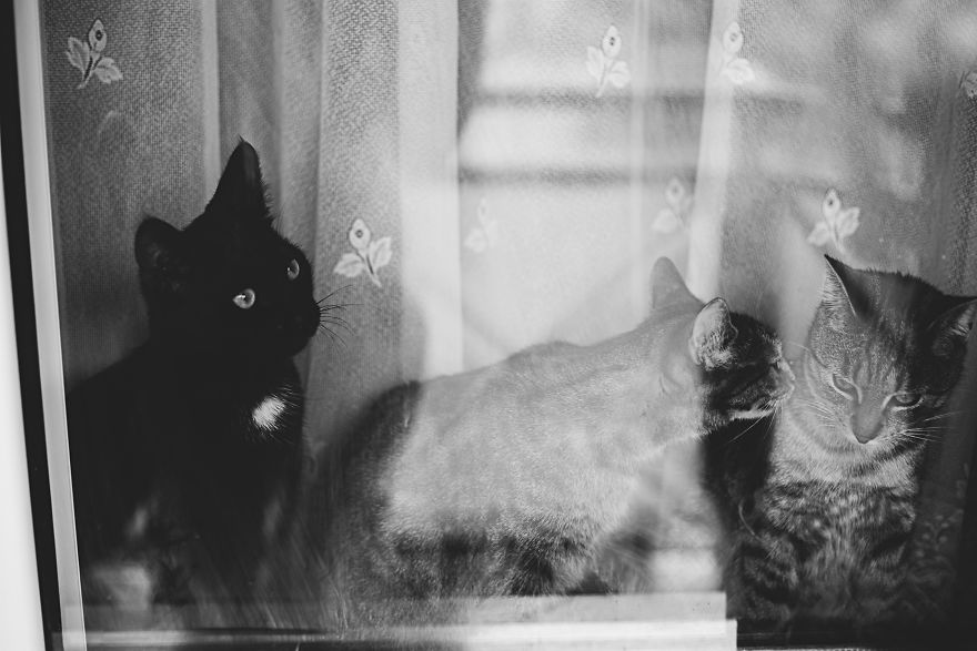 Pisici la fereastra, in poze alb-negru - Poza 12