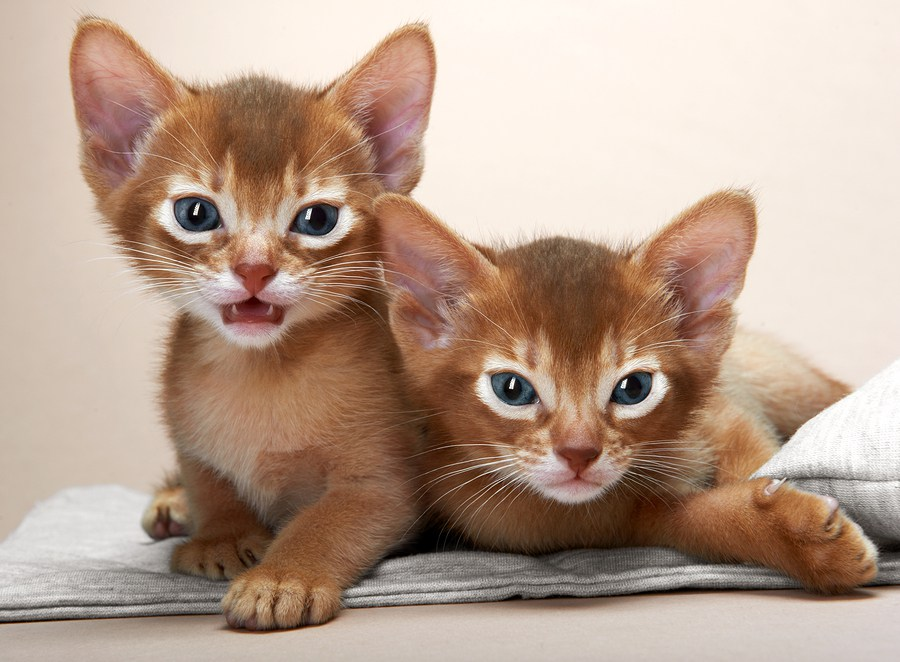 Cele mai frumoase rase de pisici din lume - Poza 9