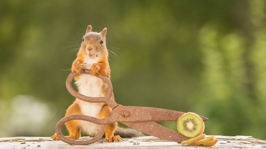 Frumoasa poveste cu veverite roscate, intr-un pictorial adorabil - Poza 9