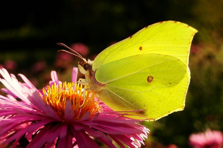 Cei mai frumosi fluturi din lume, in poze spectaculoase - Poza 25