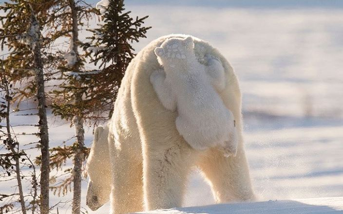 Cele mai simpatice animalute de la Polul Nord, in poze adorabile - Poza 9