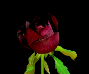 Flori care infloresc in animatii spectaculoase de Yutaka Kitamura