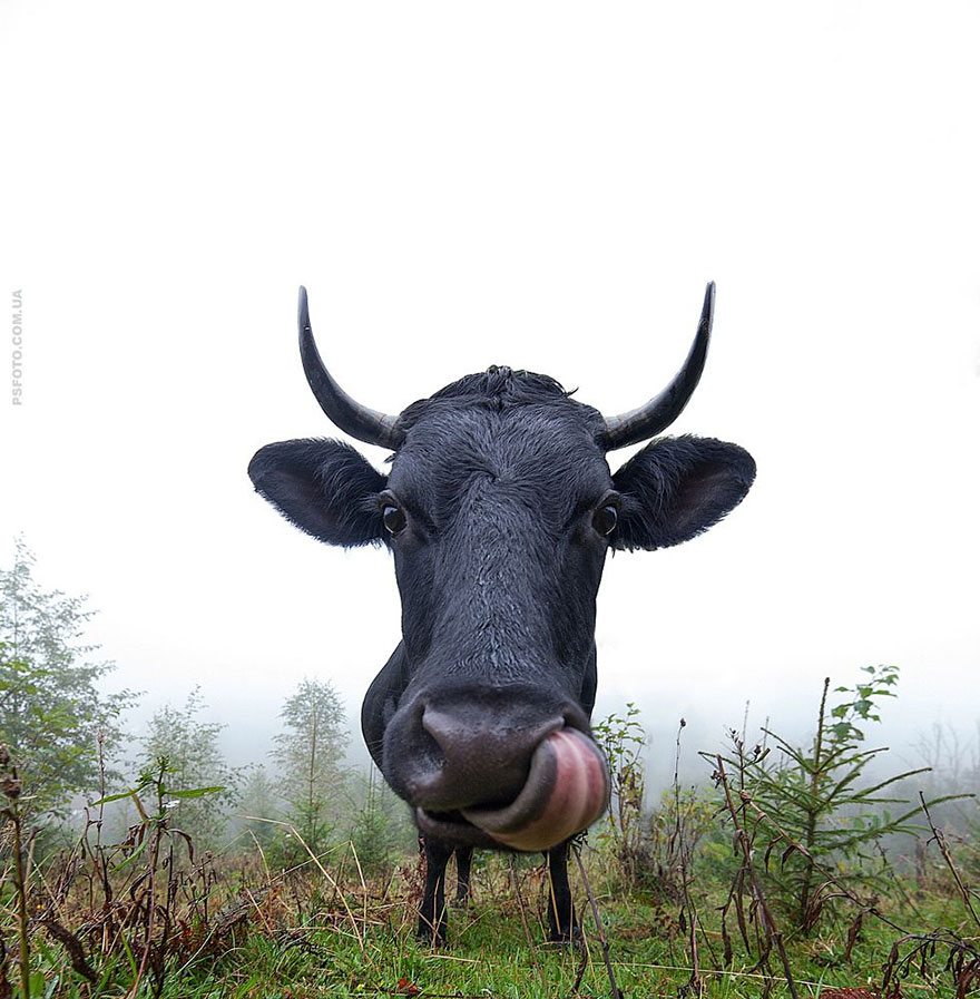Portrete superbe de animale, de Sergey Polyushko - Poza 5