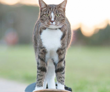 Didga, pisica pe skateboard, cucereste Australia
