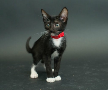 Proiectul pisicii negre: Cele mai frumoase pisicute fara stapan