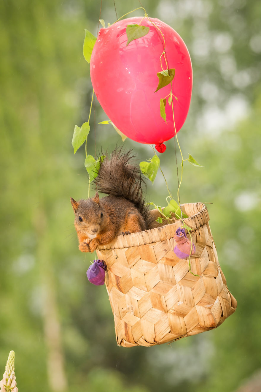 Frumoasa poveste cu veverite roscate, intr-un pictorial adorabil - Poza 14