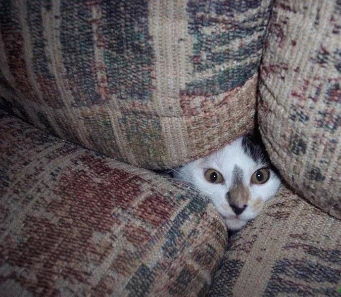 Pisici poznase ascunse in fel de fel de locuri - Poza 8