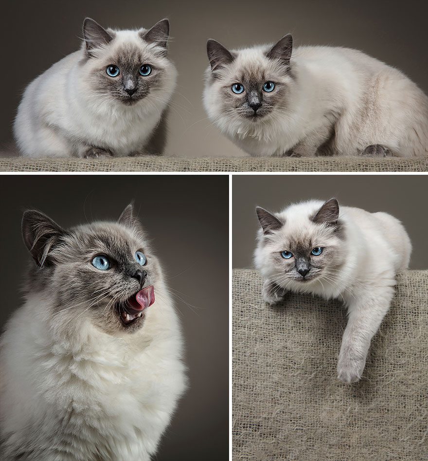 Cele mai frumoase pisici, intr-un pictorial atipic - Poza 1