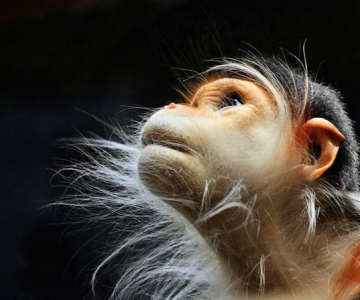 Expresivitatea maimutelor in 10 fotografii