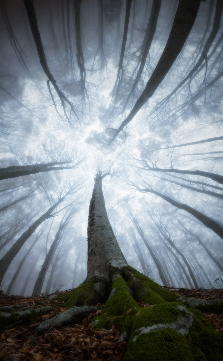 Splendoarea arborilor centenari, in urcusul lor spre cer - Poza 10
