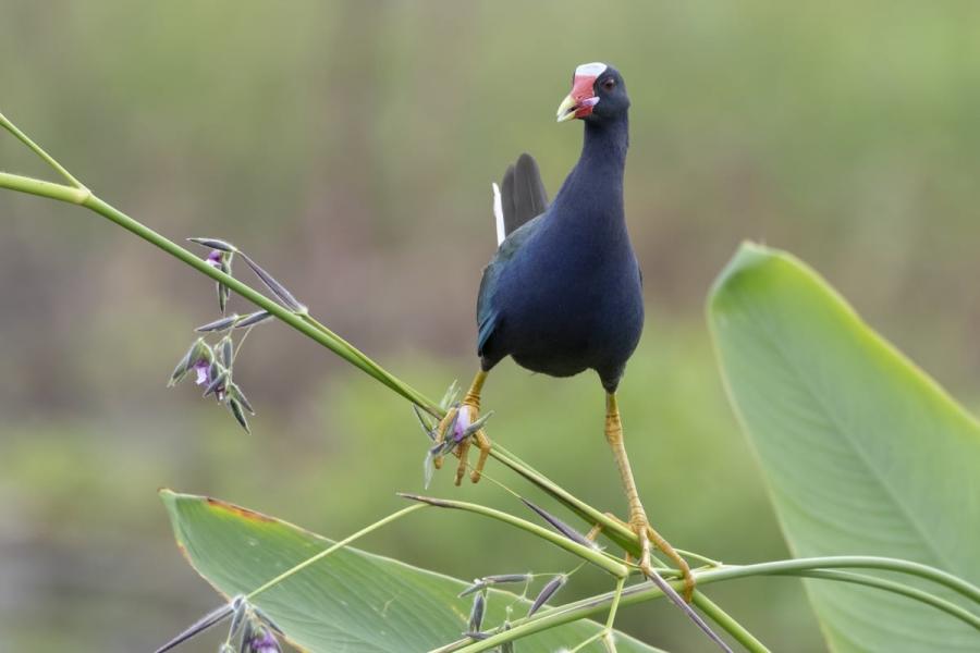 Audubon 2019: Splendoarea pasarilor, in cele mai frumoase fotografii - Poza 10