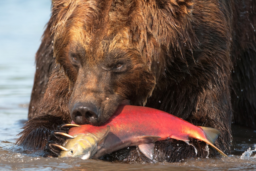Ursul brun din Kamchatka, intr-un pictorial de exceptie - Poza 14