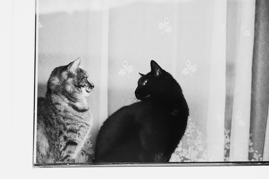 Pisici la fereastra, in poze alb-negru - Poza 16