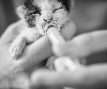 Micuta minune: Pisicuta salvata de fotograf