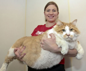 Feline XXL: Cele mai mari pisici din lume