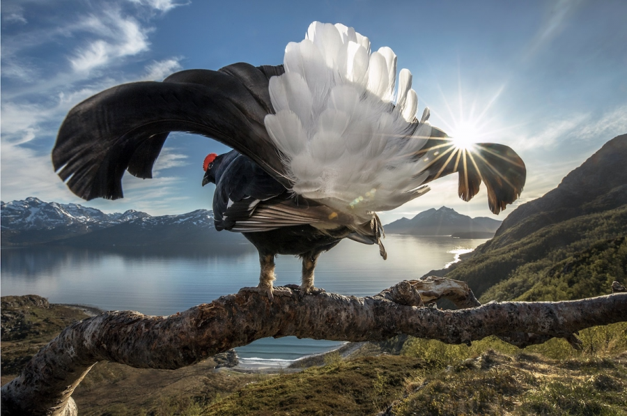 BigPicture Photo Contest: Fotografii spectaculoase din natura - Poza 11