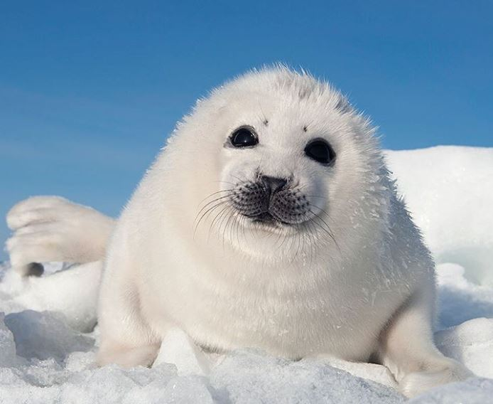 Cele mai simpatice animalute de la Polul Nord, in poze adorabile - Poza 14