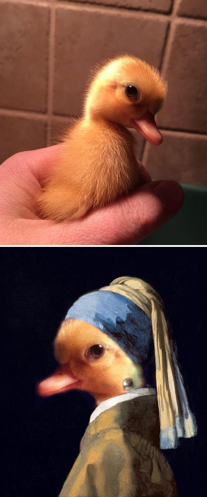 Cele Mai Amuzante Poze Prelucrate In Photoshop