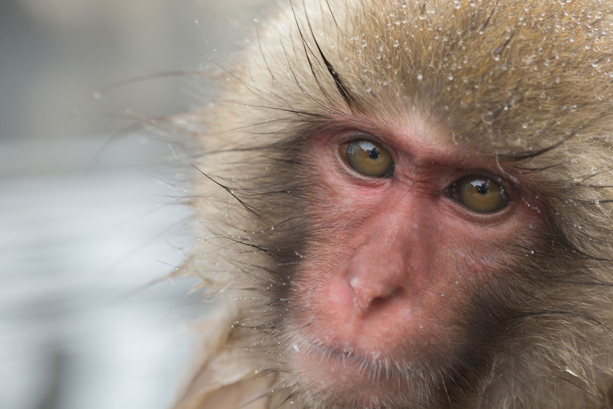 Expresiile impresionante ale maimutelor de zapada - Poza 11