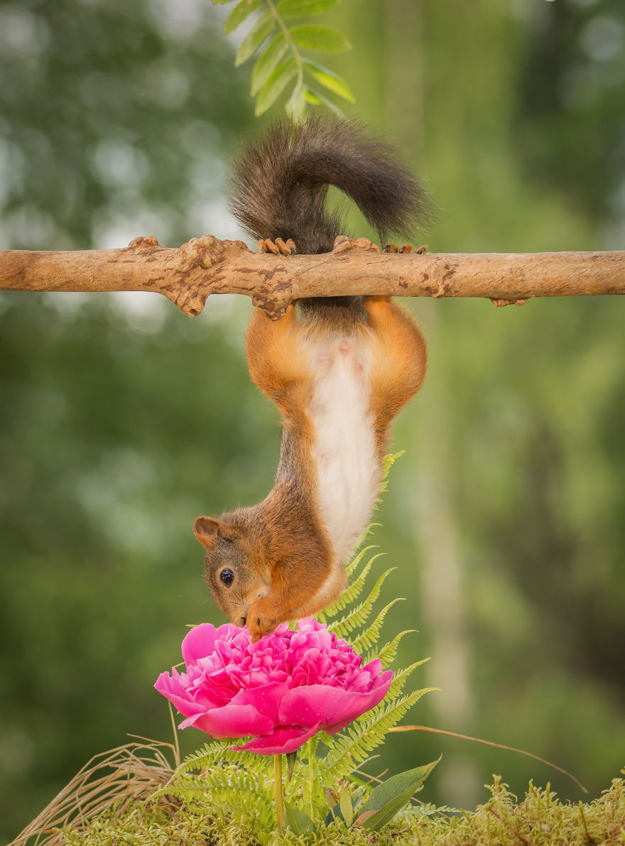 Frumoasa poveste cu veverite roscate, intr-un pictorial adorabil - Poza 8