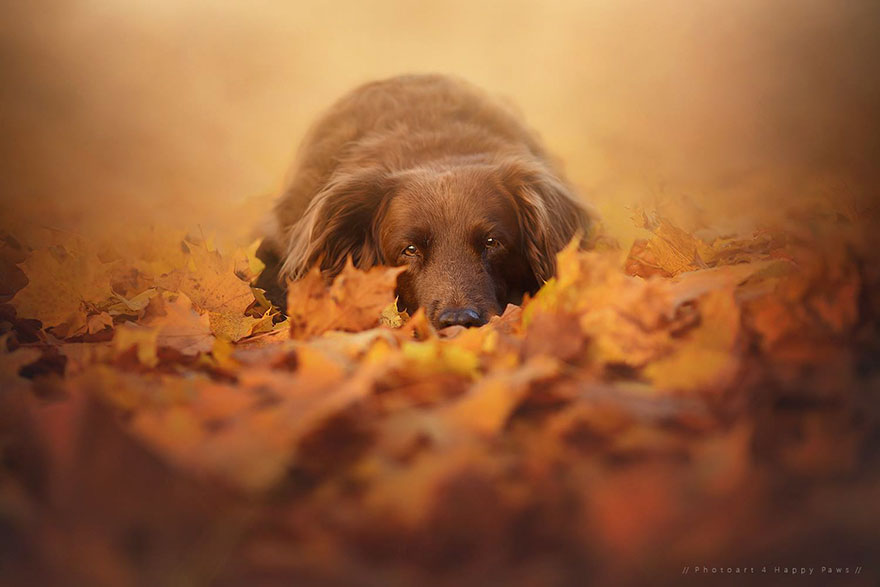 Portrete autumnale de suflet, de Anne Geier - Poza 5