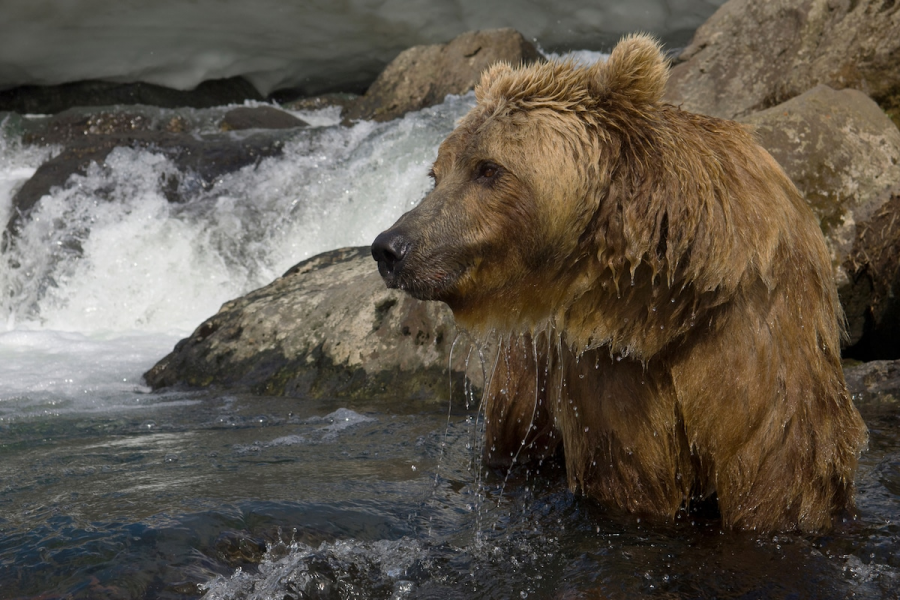 Ursul brun din Kamchatka, intr-un pictorial de exceptie - Poza 11