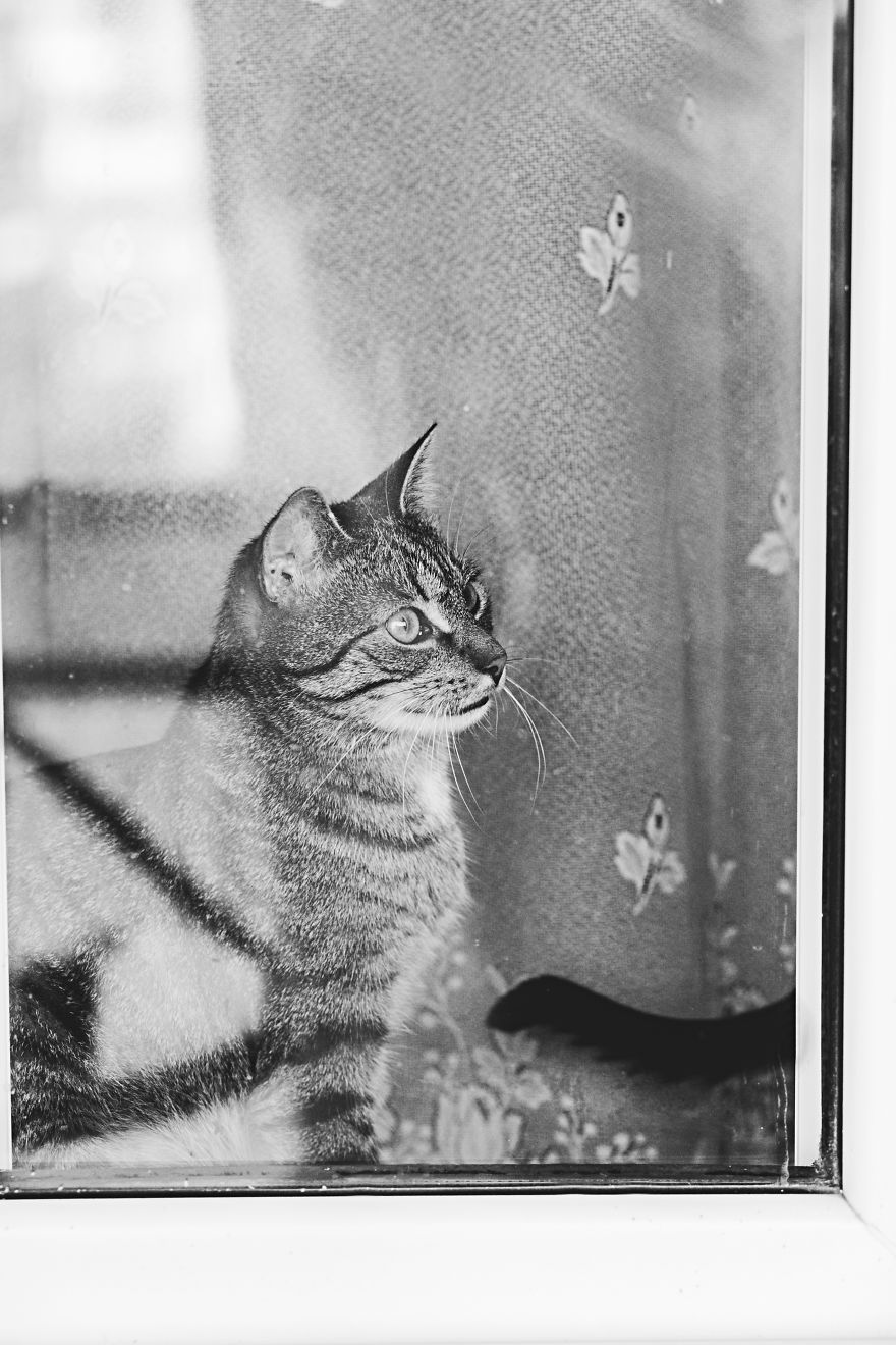 Pisici la fereastra, in poze alb-negru - Poza 6