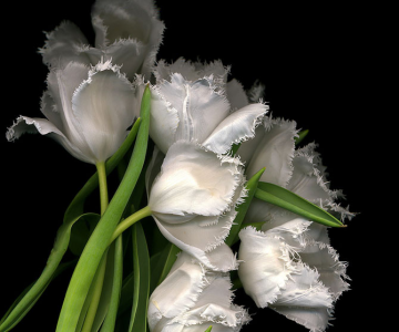 Poze Superbe Cu Flori