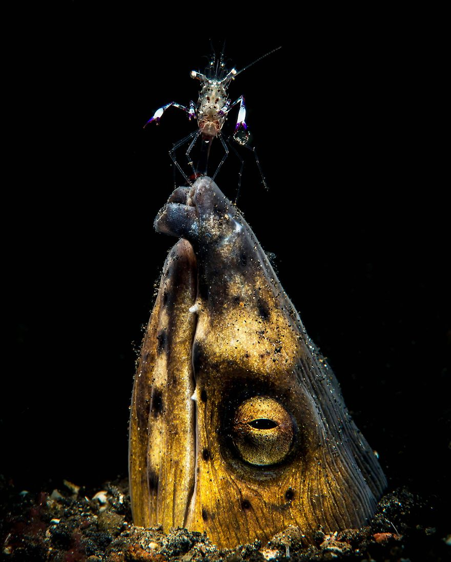Fotografii superbe din uimitoarea lume subacvatica - Poza 13