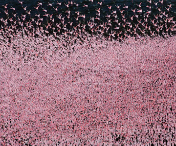 Peisaje roz cu flamingi, de Martin Harvey